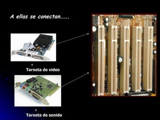 A ellas se conectan……. Tarxeta de video Tarxeta de sonido 