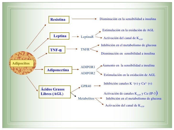 Citocinas proinflamatorias y su contribución a la Citocinas proinflamatorias y su contribución a la