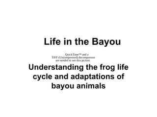 QuickTime™ and a
TIFF (Uncompressed) decompressor
are needed to see this picture.
Life in the Bayou
Understanding the frog life
cycle and adaptations of
bayou animals
 