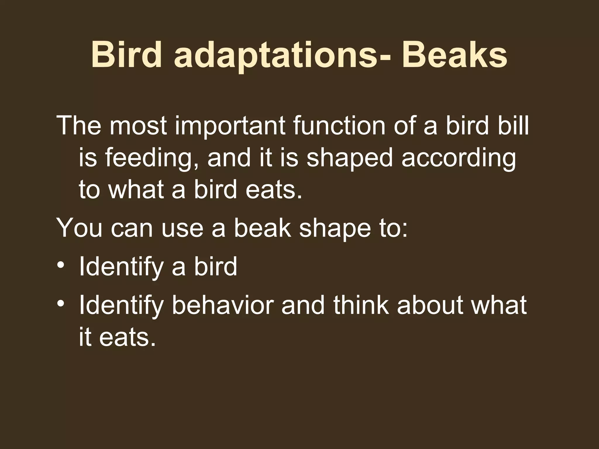 Bird adaptations- Beaks
The most important function of a bird bill
is feeding, and it is shaped according
to what a bird eats.
You can use a beak shape to:
• Identify a bird
• Identify behavior and think about what
it eats.
 
