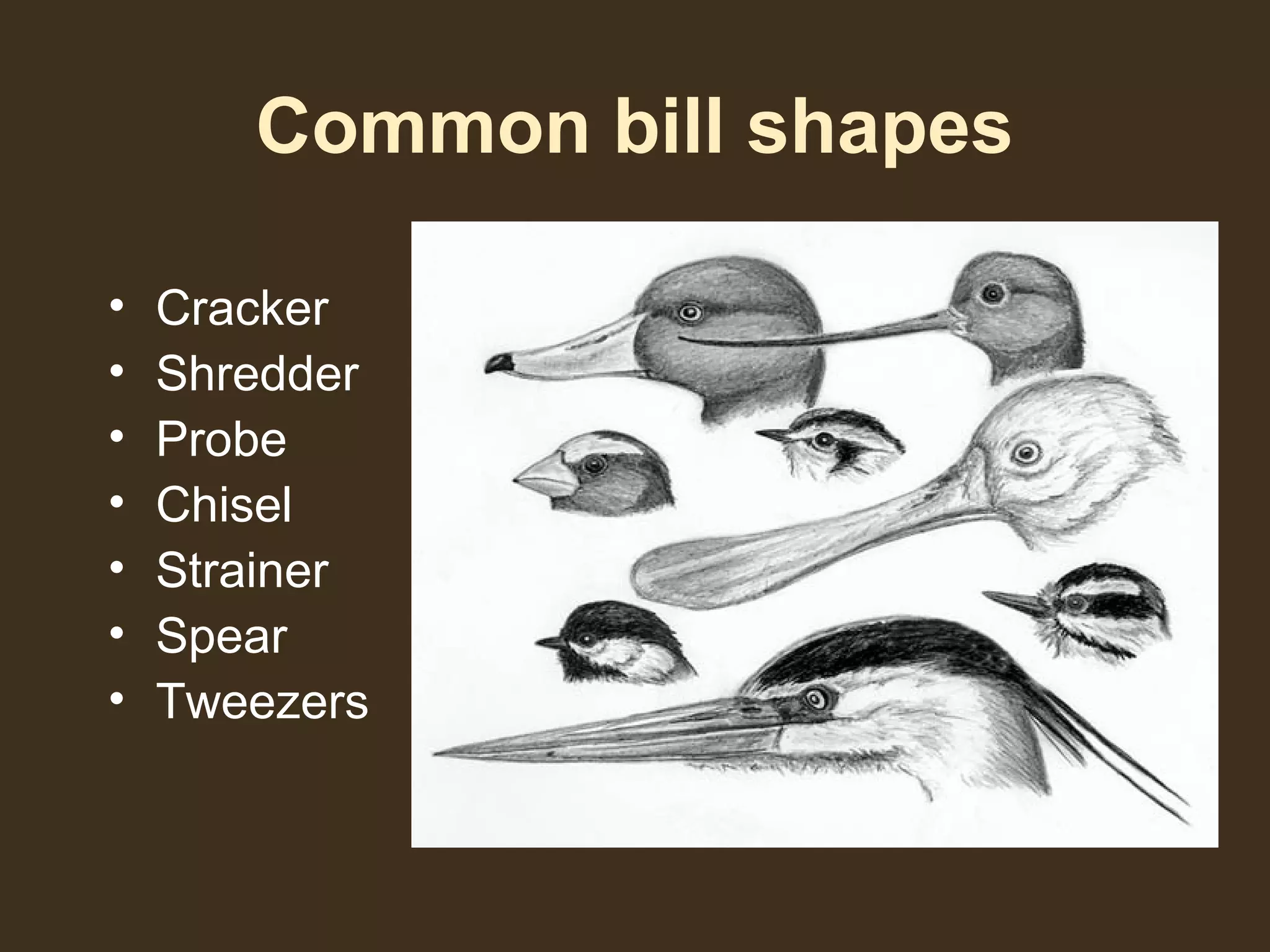 Common bill shapes
• Cracker
• Shredder
• Probe
• Chisel
• Strainer
• Spear
• Tweezers
 