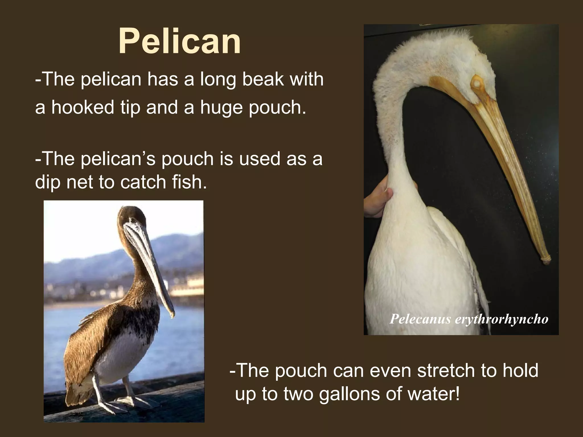 Pelican
-The pelican has a long beak with
a hooked tip and a huge pouch.
-The pelican’s pouch is used as a
dip net to catch fish.
-The pouch can even stretch to hold
up to two gallons of water!
Pelecanus erythrorhyncho
 