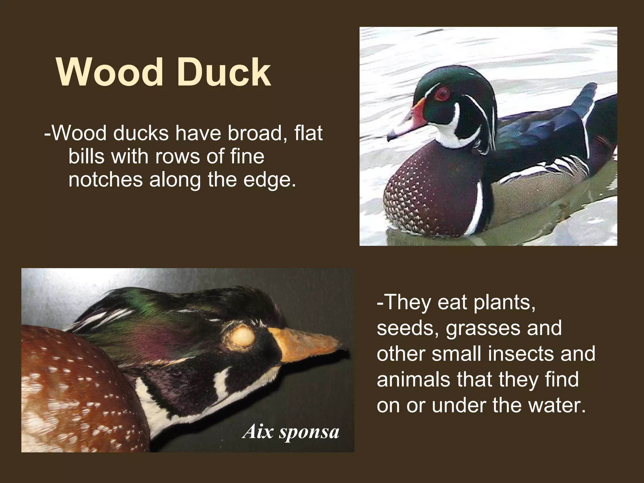 Wood Duck
-Wood ducks have broad, flat
bills with rows of fine
notches along the edge.
-They eat plants,
seeds, grasses and
other small insects and
animals that they find
on or under the water.
Aix sponsa
 