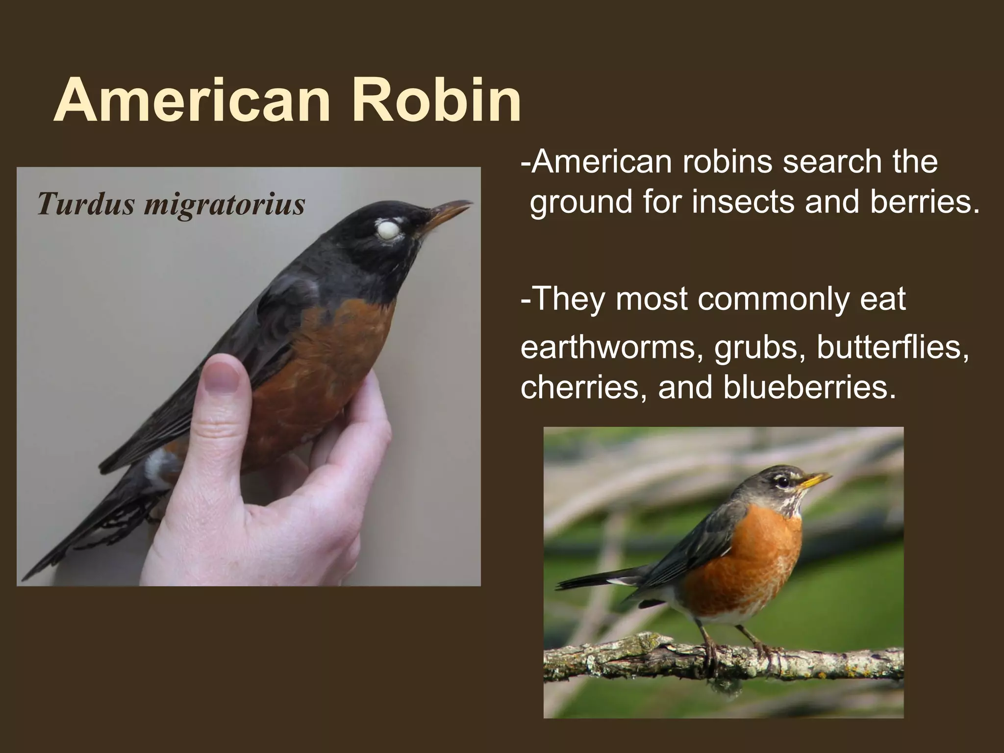 American Robin
-American robins search the
ground for insects and berries.
-They most commonly eat
earthworms, grubs, butterflies,
cherries, and blueberries.
Turdus migratorius
 