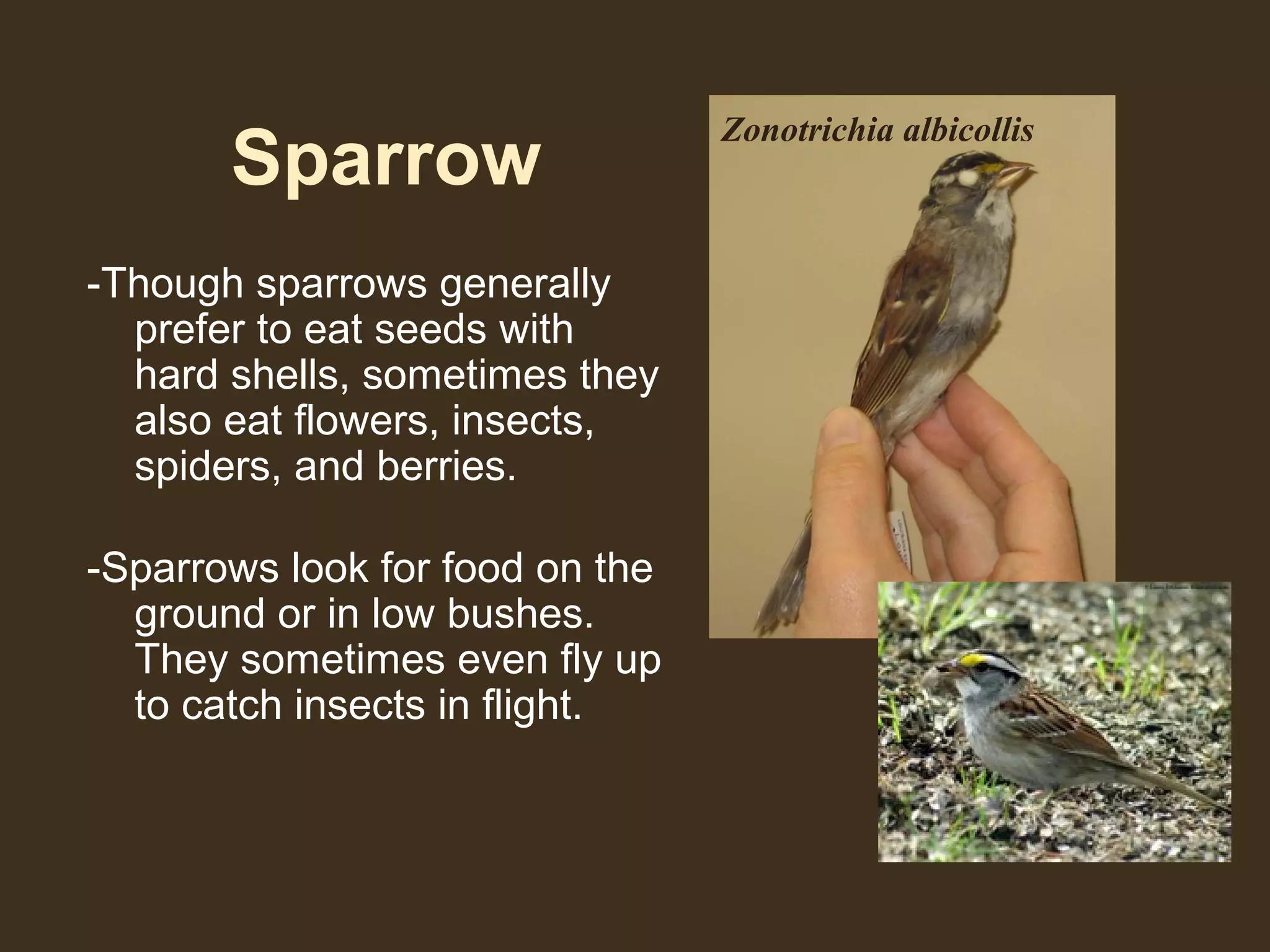 Sparrow
-Though sparrows generally
prefer to eat seeds with
hard shells, sometimes they
also eat flowers, insects,
spiders, and berries.
-Sparrows look for food on the
ground or in low bushes.
They sometimes even fly up
to catch insects in flight.
Zonotrichia albicollis
 