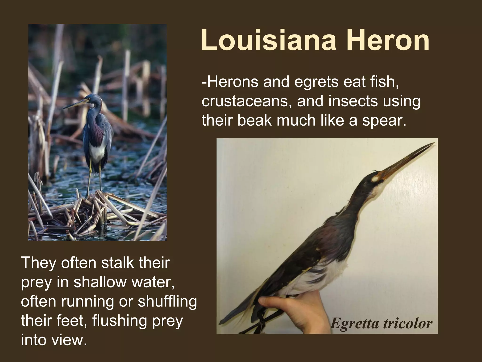 Louisiana Heron
-Herons and egrets eat fish,
crustaceans, and insects using
their beak much like a spear.
They often stalk their
prey in shallow water,
often running or shuffling
their feet, flushing prey
into view.
Egretta tricolor
 