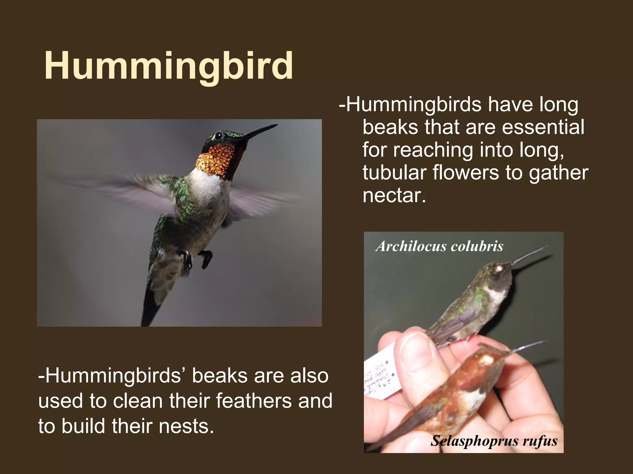 Hummingbird
-Hummingbirds have long
beaks that are essential
for reaching into long,
tubular flowers to gather
nectar.
-Hummingbirds’ beaks are also
used to clean their feathers and
to build their nests.
Archilocus colubris
Selasphoprus rufus
 