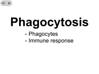 Phagocytosis
• Phagocytes
• Immune response
 