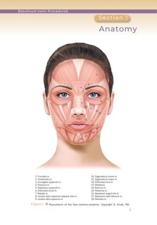 1
S e c t i o n 1
Anatomy
1. Frontalis m.
2. Temporalis m.
3. Corrugator supercilii m.
4. Procerus m.
5. Depressor supercilii m.
6. Orbicularis oculi m.
7. Nasalis m.
8. Levator labii superioris alaeque nasi m.
9. Levator labii superioris m.
18
7
4
5
12
8
17
3
9
13
16
1
1
4
1
5
10
11
6
2
10. Zygomaticus minor m.
11. Zygomaticus major m.
12. Orbicularis oris m.
13. Modeolus
14. Risorius m.
15. Platysma m.
16. Depressor anguli oris m.
17. Depressor labii inferioris m.
18. Mentalis m.
Figure 1 ● Musculature of the face–anterior-posterior. Copyright R. Small, MD.
Botulinum toxin ProcedureS
 