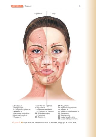 3
Section 1 Anatomy
2
6
1. Frontalis m.
2. Temporalis m.
3. Corrugator supercilii m.
4. Procerus m.
5. Depressor supercilii m.
6. Orbicularis oculi m.
7. Nasalis m.
9
10
14
1312
14
15
1
Superficial
8
11
7
4
5
16
17
8. Levator labii superioris
alaeque nasi m.
9. Zygomaticus minor m.
10. Zygomaticus major m.
11. Orbicularis oris m.
12. Modeulus
13. Risorius m.
3
Deep
21
20
19
18
14. Platysma m.
15. Depressor anguli oris m.
16. Mentalis m.
17. Depressor labii inferioris m.
18. Masseter m.
19. Buccinator m.
20. Levator anguli oris m.
21. Levator labii superioris m.
Figure 3 ● Superficial and deep musculature of the face. Copyright R. Small, MD.
 
