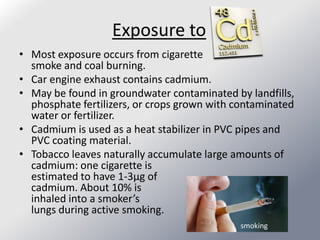 Exposure to
• Most exposure occurs from cigarette
  smoke and coal burning.
• Car engine exhaust contains cadmium.
• May be found in groundwater contaminated by landfills,
  phosphate fertilizers, or crops grown with contaminated
  water or fertilizer.
• Cadmium is used as a heat stabilizer in PVC pipes and
  PVC coating material.
• Tobacco leaves naturally accumulate large amounts of
  cadmium: one cigarette is
  estimated to have 1-3μg of
  cadmium. About 10% is
  inhaled into a smoker’s
  lungs during active smoking.
                                             smoking
 