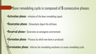 Bone remodeling cycle is composed of 5 consecutive phases:
•Activation phase:- initiation of the bone remodeling signal;
•Resorption phase:- Osteoclasts digest the old bone;
•Reversal phase:- Generates an osteogenic environment;
•Formation phase:- Process by which new bone is produced;
•Termination phase:- Informs the remodeling machinery to cease remodeling cycle
 
