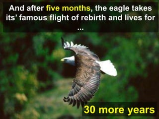 And after five months, the eagle takes
its’ famous flight of rebirth and lives for
                    ...




                      30 more years
 