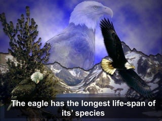 The eagle has the longest life-span of
            its’ species
 