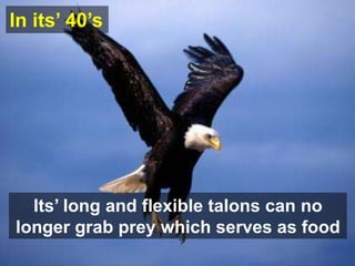 In its’ 40’s




  Its’ long and flexible talons can no
longer grab prey which serves as food
 