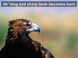 Its’ long and sharp beak becomes bent
 