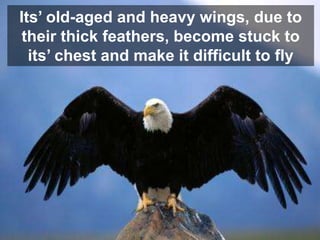 Its’ old-aged and heavy wings, due to
 their thick feathers, become stuck to
  its’ chest and make it difficult to fly
 