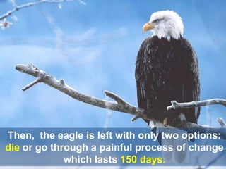 Then, the eagle is left with only two options:
die or go through a painful process of change
             which lasts 150 days.
 