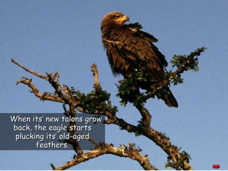 When its’ new talons grow back, the eagle starts plucking its’ old-aged feathers. 