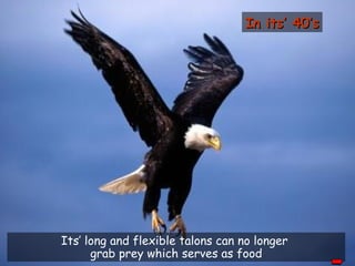 Its’ long and flexible talons can no longer  grab prey which serves as food In  its’  40’s 