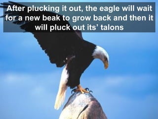 After plucking it out, the eagle will wait for a new beak to grow back and then it will pluck out its’ talons 