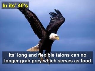Its’ long and flexible talons can no longer grab prey which serves as food In  its’  40’s 