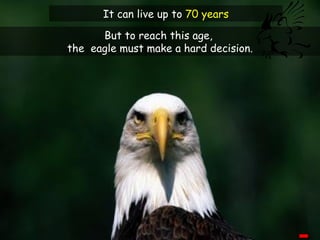 But to reach this age,  the  eagle must make a hard decision. It can live up to  70 years 