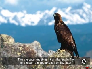 The process requires that the eagle fly  to a mountain top and sit on its’ nest. 
