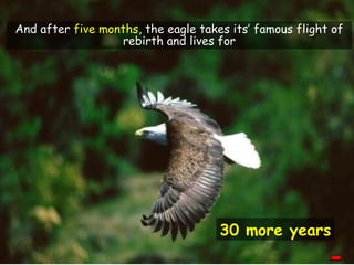 And after five months, the eagle takes its’ famous flight of
                  rebirth and lives for




                                     30 more years
 