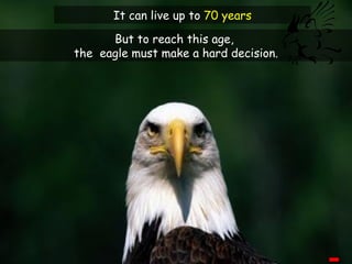 It can live up to 70 years

      But to reach this age,
the eagle must make a hard decision.
 