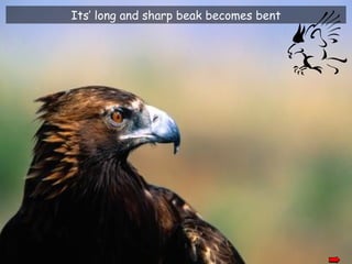 Its’ long and sharp beak becomes bent
 