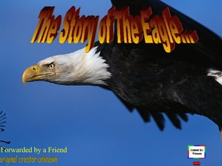The Story of The Eagle… original creator unknown Forwarded by a Friend 