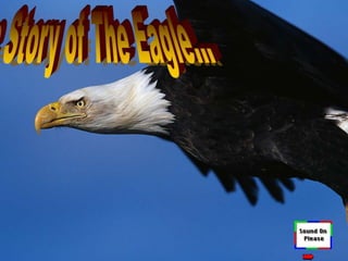 The Story of The Eagle… 