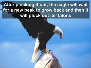 After plucking it out, the eagle will wait
for a new beak to grow back and then it
        will pluck out its’ talons
 