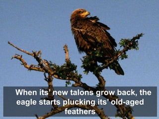 When its’ new talons grow back, the
eagle starts plucking its’ old-aged
             feathers
 