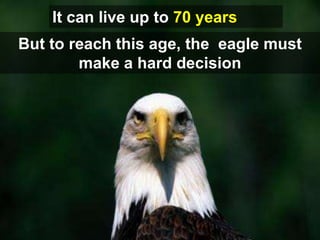 It can live up to 70 years
But to reach this age, the eagle must
        make a hard decision
 