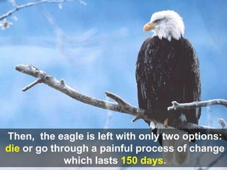 Then, the eagle is left with only two options:
die or go through a painful process of change
             which lasts 150 days.
 
