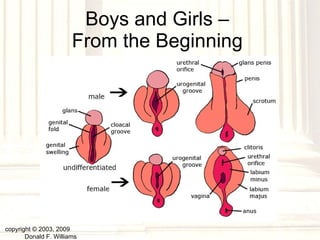 Boys and Girls –  From the Beginning  copyright © 2003, 2009  Donald F. Williams 