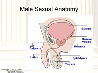 Male Sexual Anatomy copyright © 2003, 2009  Donald F. Williams 