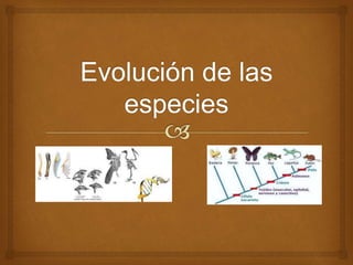 evolucion de las  especies