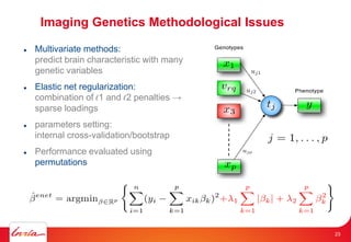 Imaging Genetics Methodological Issues
 Multivariate methods:
predict brain characteristic with many
genetic variables
 Elastic net regularization:
combination of ℓ1 and ℓ2 penalties →
sparse loadings
 parameters setting:
internal cross-validation/bootstrap
 Performance evaluated using
permutations
23
 