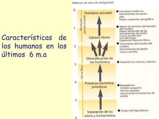 Características de
los humanos en los
últimos 6 m.a
 