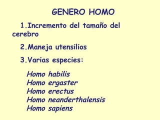 GENERO HOMO
  1.Incremento del tamaño del
cerebro
  2.Maneja utensilios
  3.Varias especies:
   Homo   habilis
   Homo   ergaster
   Homo   erectus
   Homo   neanderthalensis
   Homo   sapiens
 