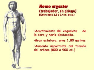 Homo ergaster
   (trabajador, en griego)
   (Entre hace 1,8 y 1,4 m. de a.)




•Acortamiento del esqueleto          de
la cara y nariz destacada.
•Gran estatura, unos 1,80 metros
•Aumento importante del tamaño
del cráneo (800 a 900 cc.)
 