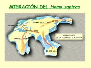 MIGRACIÓN DEL Homo sapiens
 