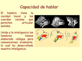 Capacidad de hablar
El hombre tiene la
cavidad bucal y las
cuerdas  vocales   que
permiten      articular
sonidos.

Unida a la inteligencia los
hombres             hemos
elaborado códigos para
comunicarnos oralmente,
lo cual ha desarrollado
nuestra inteligencia.
 