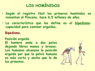 LOS HOMÍNIDOS

• Según el registro fósil los primeros homínidos se
  remontan al Plioceno, hace 6,5 millones de años.
• La característica que los define es el bipedismo:
  capacidad para caminar erguidos.
 Bipedismo.
 Posición erguida
 El hombre anda a dos patas
 dejando libres manos y brazos.
 Los humanos alcanzan la posición
 erguida por que la pelvis humana
 es más corta y ancha que la de
 los primates.
 