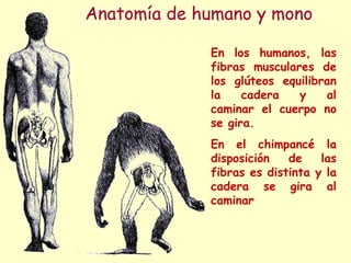 Anatomía de humano y mono

             En los humanos, las
             fibras musculares de
             los glúteos equilibran
             la    cadera   y    al
             caminar el cuerpo no
             se gira.
             En el chimpancé la
             disposición   de    las
             fibras es distinta y la
             cadera se gira al
             caminar
 