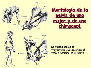 Morfología de la
 pelvis de una
mujer y de una
  chimpancé



La flecha indica la
trayectoria que describe el
feto a termino en el parto
 