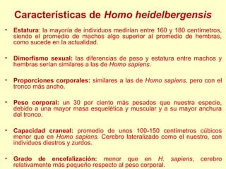 Características de Homo heidelbergensis
•   Estatura: la mayoría de individuos medirían entre 160 y 180 centímetros,
    siendo el promedio de machos algo superior al promedio de hembras,
    como sucede en la actualidad.

•   Dimorfismo sexual: las diferencias de peso y estatura entre machos y
    hembras serían similares a las de Homo sapiens.

•   Proporciones corporales: similares a las de Homo sapiens, pero con el
    tronco más ancho.

•   Peso corporal: un 30 por ciento más pesados que nuestra especie,
    debido a una mayor masa esquelética y muscular y a su mayor anchura
    del tronco.

•   Capacidad craneal: promedio de unos 100-150 centímetros cúbicos
    menor que en Homo sapiens. Cerebro lateralizado como el nuestro, con
    individuos diestros y zurdos.

•   Grado de encefalización: menor que en H. sapiens,               cerebro
    relativamente más pequeño respecto al peso corporal.
 